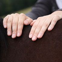 Hände auf Pferderücken